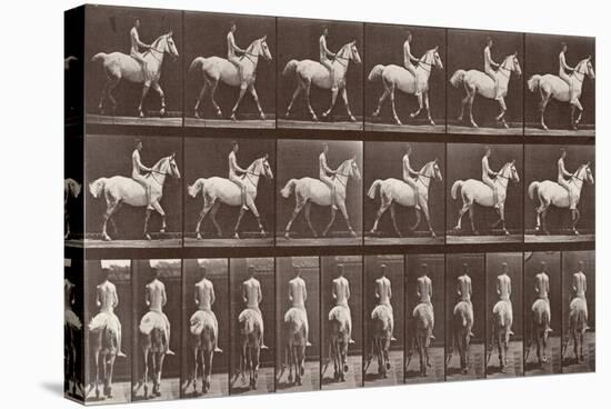 Album sur la décompostion du mouvement : "Animal locomotion  :Saut d'obstacle, cheval blanc-Eadweard Muybridge-Stretched Canvas