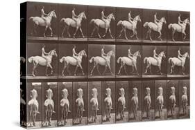 Album sur la décompostion du mouvement : "Animal locomotion  :Saut d'obstacle, cheval blanc-Eadweard Muybridge-Stretched Canvas