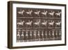 Album sur la décompostion du mouvement : "Animal locomotion  :Saut d'obstacle, cheval blanc-Eadweard Muybridge-Framed Giclee Print