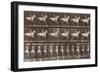 Album sur la décompostion du mouvement : "Animal locomotion  :Saut d'obstacle, cheval blanc-Eadweard Muybridge-Framed Giclee Print