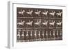 Album sur la décompostion du mouvement : "Animal locomotion  :Saut d'obstacle, cheval blanc-Eadweard Muybridge-Framed Giclee Print