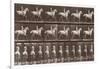 Album sur la décompostion du mouvement : "Animal locomotion  :Saut d'obstacle, cheval blanc-Eadweard Muybridge-Framed Giclee Print