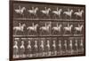 Album sur la décompostion du mouvement : "Animal locomotion  :Saut d'obstacle, cheval blanc-Eadweard Muybridge-Framed Giclee Print