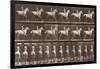 Album sur la décompostion du mouvement : "Animal locomotion  :Saut d'obstacle, cheval blanc-Eadweard Muybridge-Framed Giclee Print