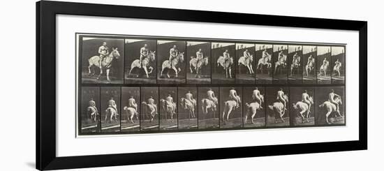 Album sur la décompostion du mouvement : "Animal locomotion  : saut d'ostacle, vu de face et de dos-Eadweard Muybridge-Framed Giclee Print