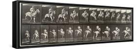 Album sur la décompostion du mouvement : "Animal locomotion  : saut d'ostacle, vu de face et de dos-Eadweard Muybridge-Framed Stretched Canvas