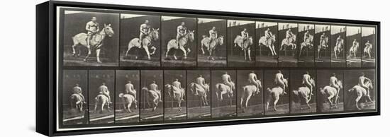 Album sur la décompostion du mouvement : "Animal locomotion  : saut d'ostacle, vu de face et de dos-Eadweard Muybridge-Framed Stretched Canvas