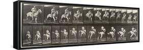 Album sur la décompostion du mouvement : "Animal locomotion  : saut d'ostacle, vu de face et de dos-Eadweard Muybridge-Framed Stretched Canvas