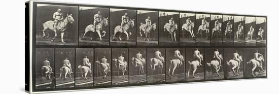 Album sur la décompostion du mouvement : "Animal locomotion  : saut d'ostacle, vu de face et de dos-Eadweard Muybridge-Stretched Canvas