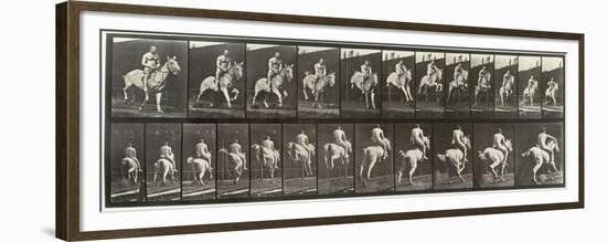 Album sur la décompostion du mouvement : "Animal locomotion  : saut d'ostacle, vu de face et de dos-Eadweard Muybridge-Framed Premium Giclee Print