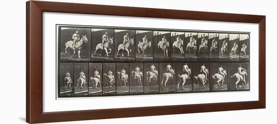 Album sur la décompostion du mouvement : "Animal locomotion  : saut d'ostacle, vu de face et de dos-Eadweard Muybridge-Framed Giclee Print