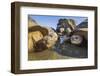 Alcedo giant tortoise group resting in pool, Galapagos-Tui De Roy-Framed Photographic Print