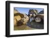 Alcedo giant tortoise group resting in pool, Galapagos-Tui De Roy-Framed Photographic Print