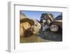 Alcedo giant tortoise group resting in pool, Galapagos-Tui De Roy-Framed Photographic Print