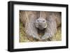 Alcedo giant tortoise resting during dry season, Galapagos-Tui De Roy-Framed Photographic Print