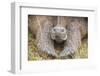 Alcedo giant tortoise resting during dry season, Galapagos-Tui De Roy-Framed Photographic Print