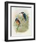 Alcedo Ispida, Plate from 'The Birds of Great Britain' by John Gould, Published 1862-73-William Hart and John Gould-Framed Giclee Print
