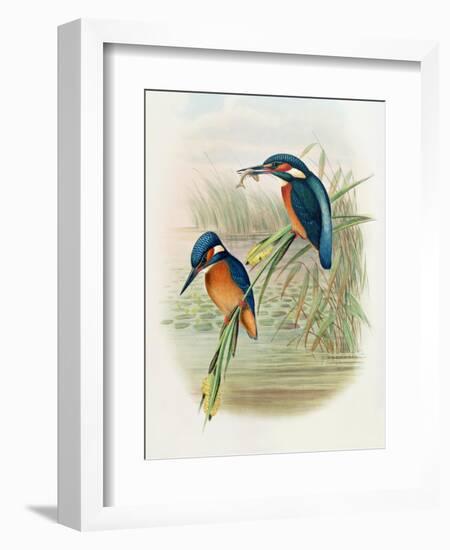 Alcedo Ispida, Plate from 'The Birds of Great Britain' by John Gould, Published 1862-73-William Hart and John Gould-Framed Giclee Print