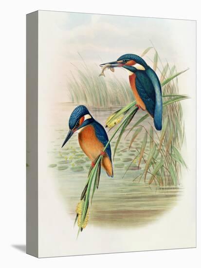 Alcedo Ispida, Plate from 'The Birds of Great Britain' by John Gould, Published 1862-73-William Hart and John Gould-Stretched Canvas