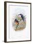 Alcedo Ispida-null-Framed Giclee Print