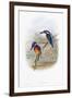 Alcedo Ispida-null-Framed Giclee Print