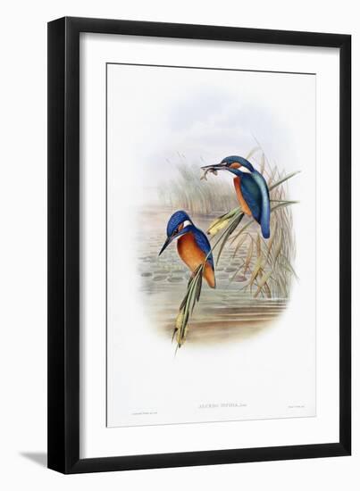 Alcedo Ispida-null-Framed Giclee Print