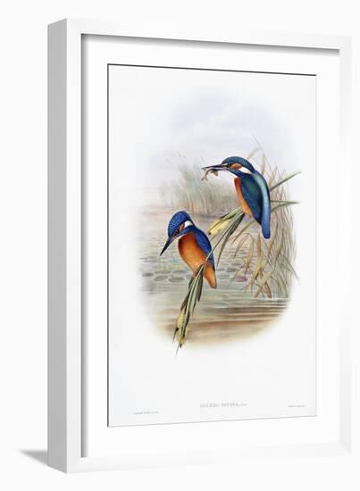 Alcedo Ispida-null-Framed Giclee Print