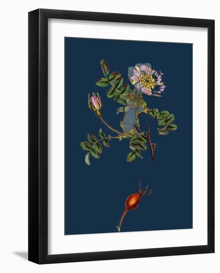 Alchemilla Arvensis; Parsley-Piert-null-Framed Giclee Print