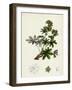 Alchemilla Conjuncta Silvery Lady'S-Mantle-null-Framed Giclee Print