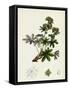 Alchemilla Conjuncta Silvery Lady'S-Mantle-null-Framed Stretched Canvas