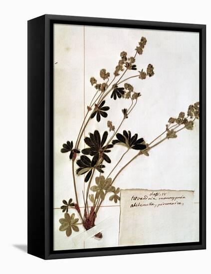 Alchemilla, from a Herbarium-Jean Jacques Rousseau-Framed Stretched Canvas