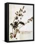Alchemilla, from a Herbarium-Jean Jacques Rousseau-Framed Stretched Canvas