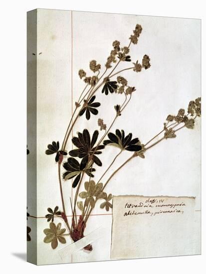 Alchemilla, from a Herbarium-Jean Jacques Rousseau-Stretched Canvas