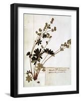 Alchemilla, from a Herbarium-Jean Jacques Rousseau-Framed Giclee Print