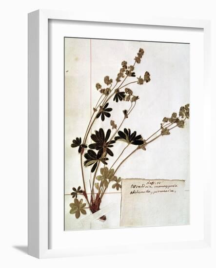 Alchemilla, from a Herbarium-Jean Jacques Rousseau-Framed Giclee Print