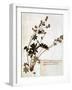 Alchemilla, from a Herbarium-Jean Jacques Rousseau-Framed Giclee Print