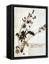 Alchemilla, from a Herbarium-Jean Jacques Rousseau-Framed Stretched Canvas