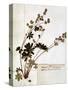 Alchemilla, from a Herbarium-Jean Jacques Rousseau-Stretched Canvas