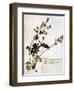 Alchemilla, from a Herbarium-Jean Jacques Rousseau-Framed Giclee Print