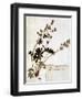 Alchemilla, from a Herbarium-Jean Jacques Rousseau-Framed Giclee Print