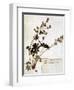 Alchemilla, from a Herbarium-Jean Jacques Rousseau-Framed Giclee Print