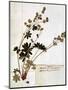 Alchemilla, from a Herbarium-Jean Jacques Rousseau-Mounted Giclee Print