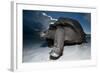 Aldabra Giant Tortoise (Geochelone Gigantea) On Beach At Dusk, Aldabra Atoll, Seychelles-Cheryl-Samantha Owen-Framed Photographic Print