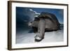 Aldabra Giant Tortoise (Geochelone Gigantea) On Beach At Dusk, Aldabra Atoll, Seychelles-Cheryl-Samantha Owen-Framed Photographic Print