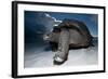 Aldabra Giant Tortoise (Geochelone Gigantea) On Beach At Dusk, Aldabra Atoll, Seychelles-Cheryl-Samantha Owen-Framed Photographic Print