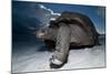 Aldabra Giant Tortoise (Geochelone Gigantea) On Beach At Dusk, Aldabra Atoll, Seychelles-Cheryl-Samantha Owen-Mounted Photographic Print