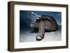 Aldabra Giant Tortoise (Geochelone Gigantea) On Beach At Dusk, Aldabra Atoll, Seychelles-Cheryl-Samantha Owen-Framed Photographic Print