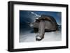 Aldabra Giant Tortoise (Geochelone Gigantea) On Beach At Dusk, Aldabra Atoll, Seychelles-Cheryl-Samantha Owen-Framed Photographic Print