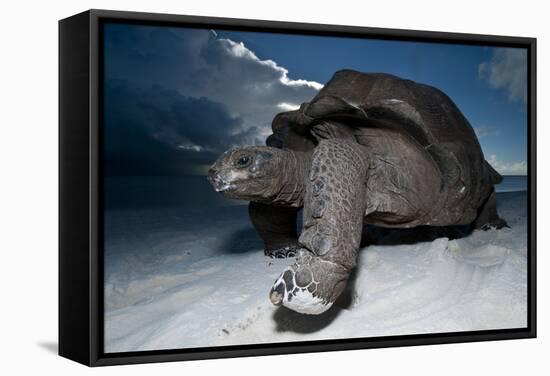 Aldabra Giant Tortoise (Geochelone Gigantea) On Beach At Dusk, Aldabra Atoll, Seychelles-Cheryl-Samantha Owen-Framed Stretched Canvas