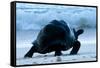 Aldabra Giant Tortoise (Geochelone Gigantea) Walking Along The Sea Shore, Aldabra Atoll, Seychelles-Cheryl-Samantha Owen-Framed Stretched Canvas